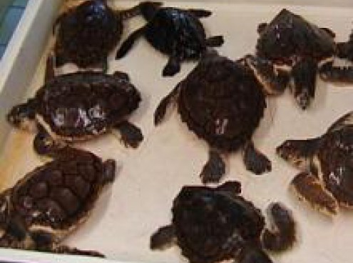 la riproduzione delle tartarughe