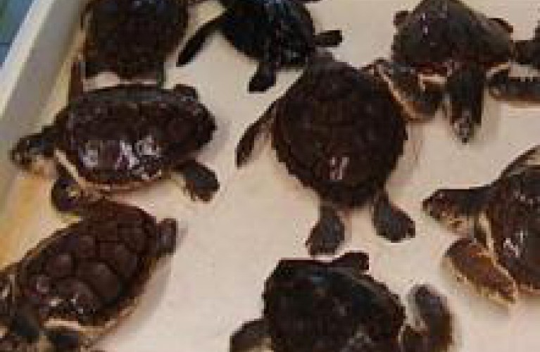 la riproduzione delle tartarughe