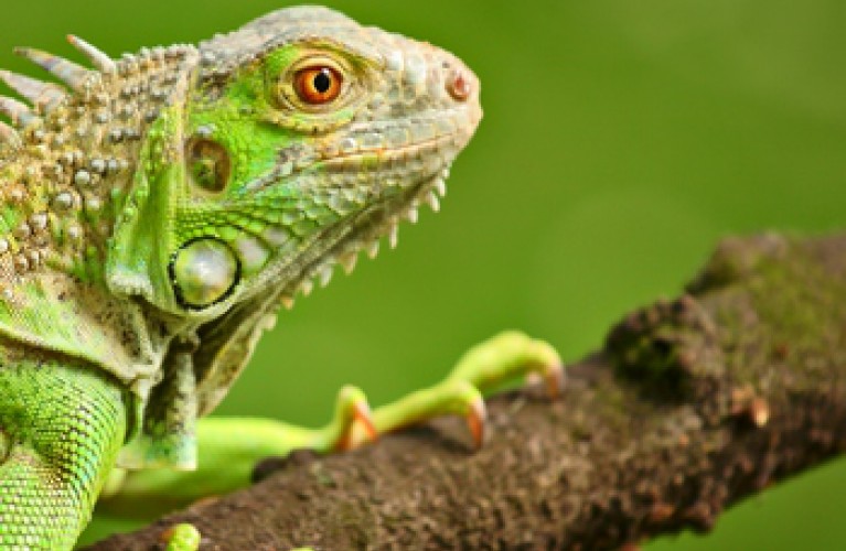iguana