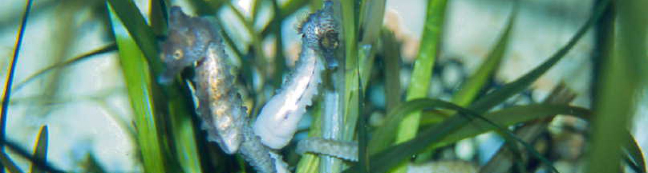 la riproduzione dei cavallucci marini