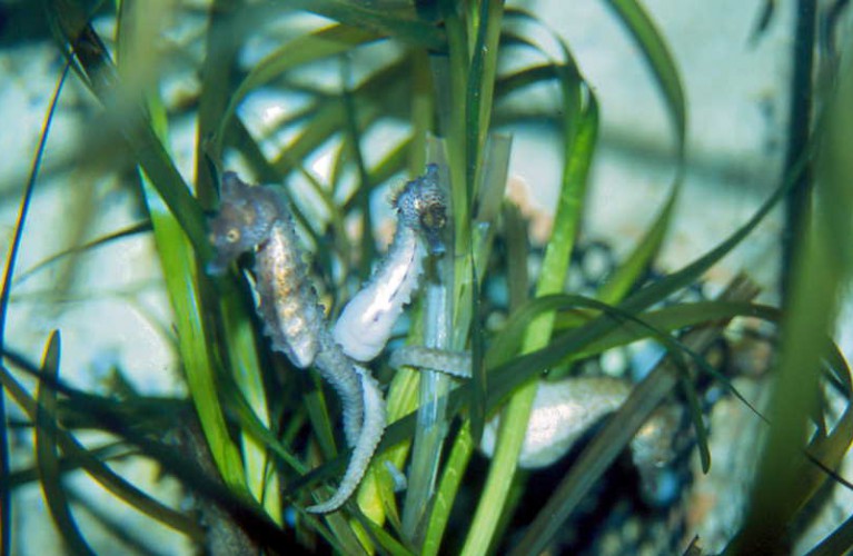 la riproduzione dei cavallucci marini