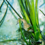 la riproduzione dei cavallucci marini