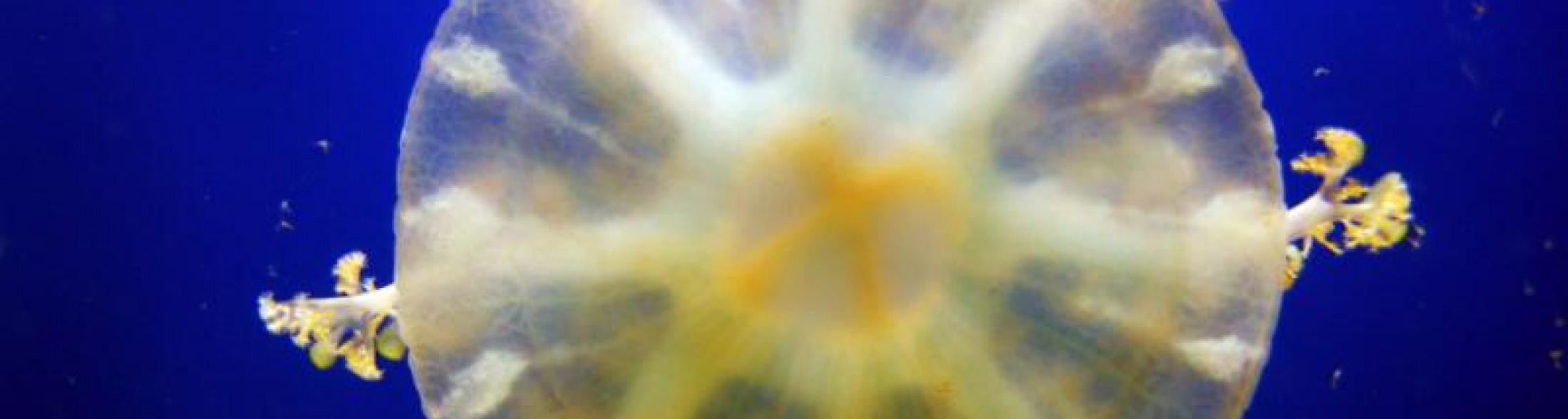 medusa delle mangrovie