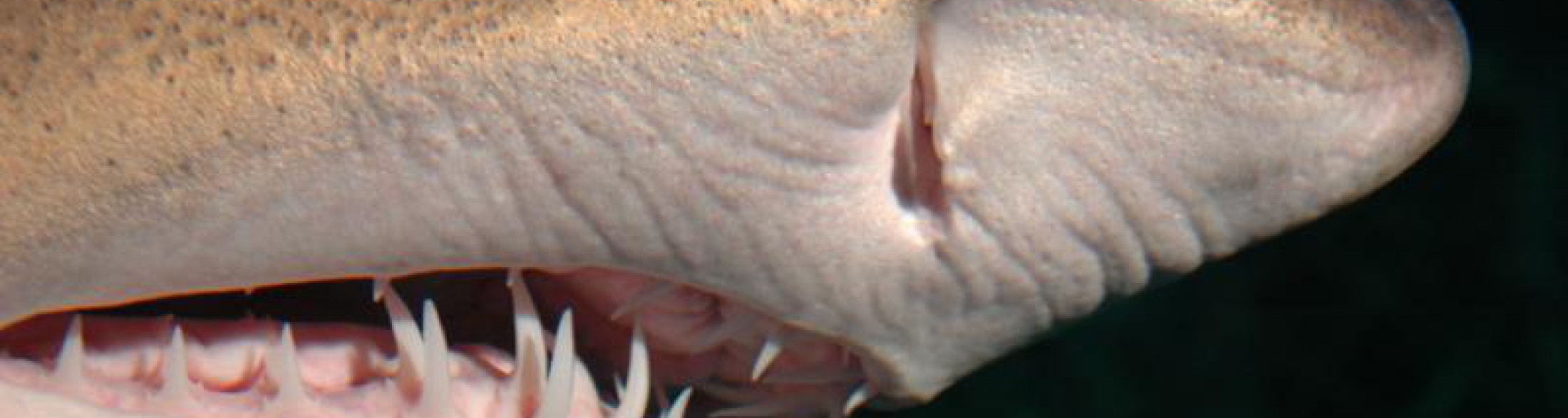 denti di squalo