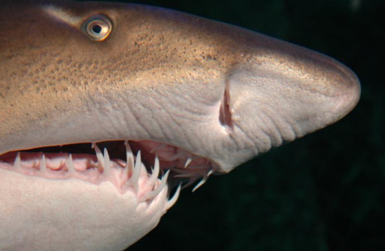 denti di squalo