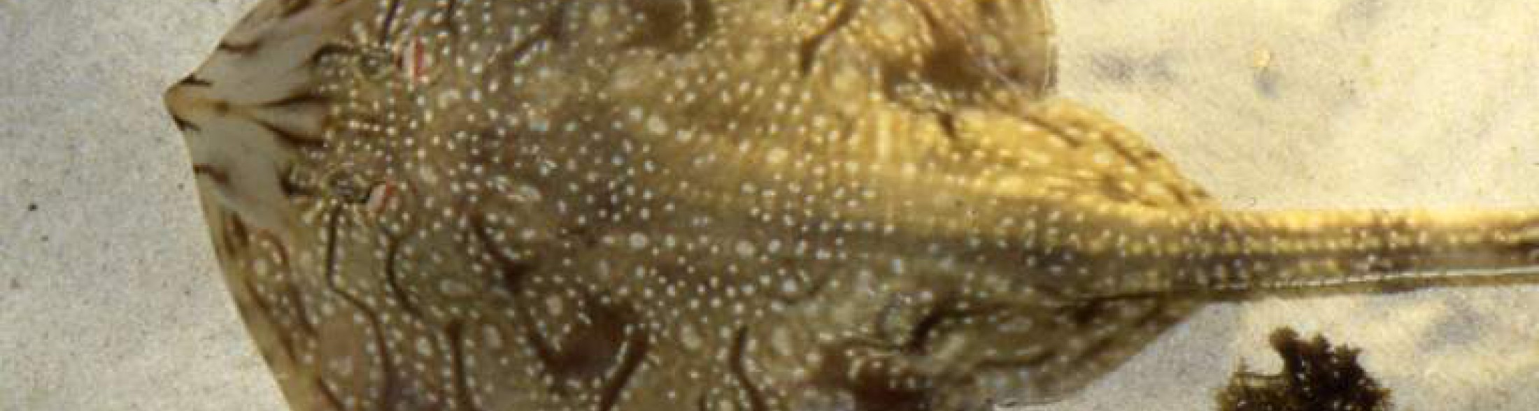 la riproduzione delle razze