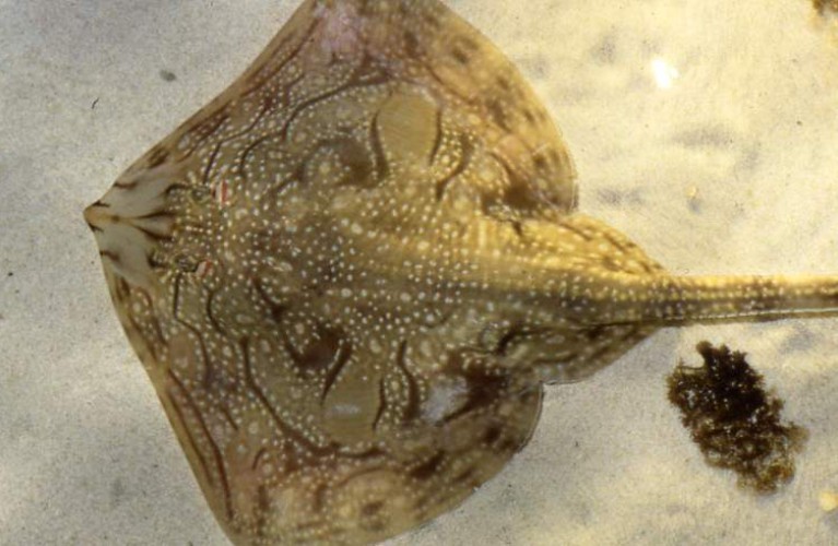 la riproduzione delle razze