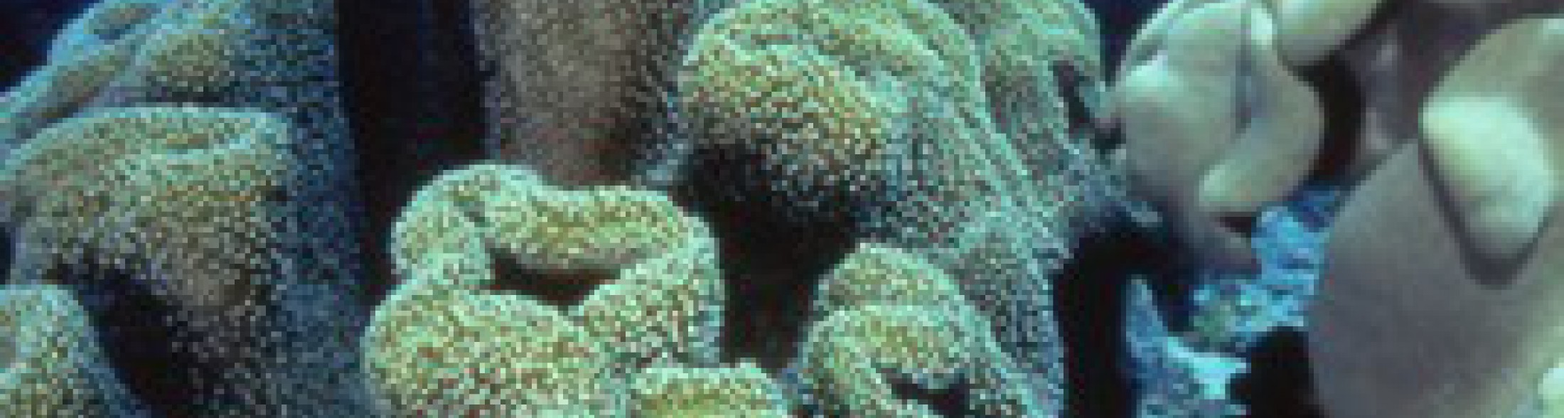 insieme è meglio "la simbiosi"