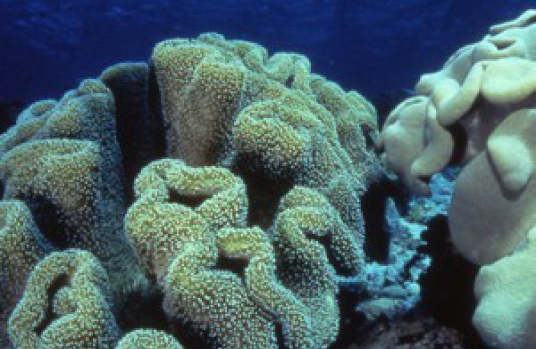 insieme è meglio "la simbiosi"