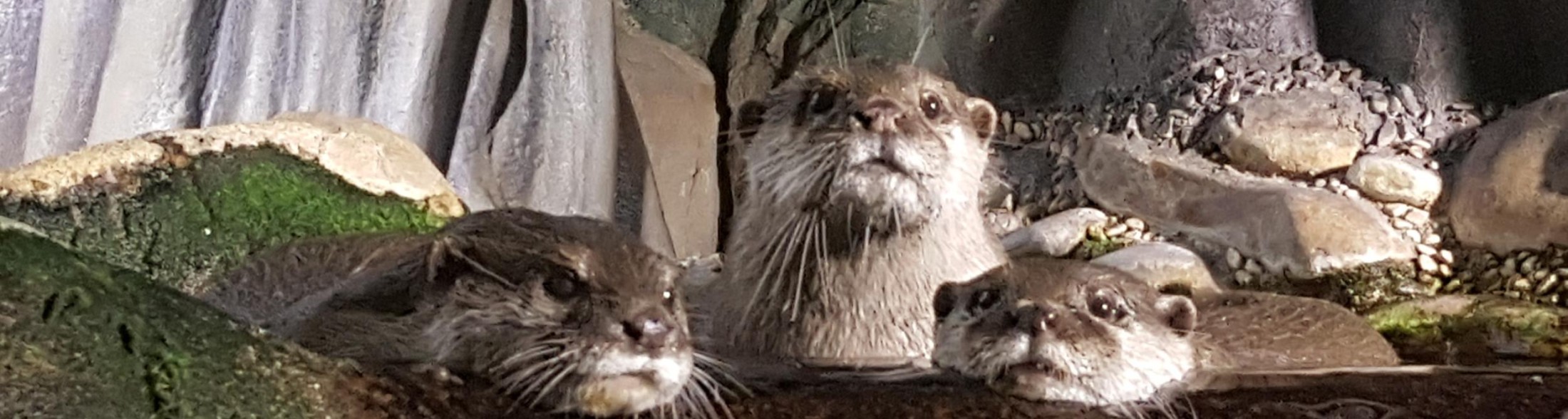 29 maggio: Il mondo celebra la Giornata della Lontra 