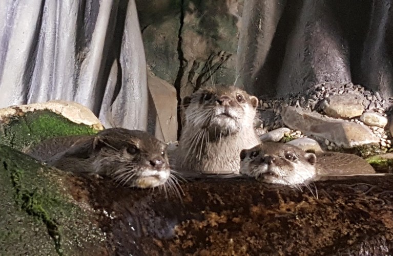 29 maggio: Il mondo celebra la Giornata della Lontra 