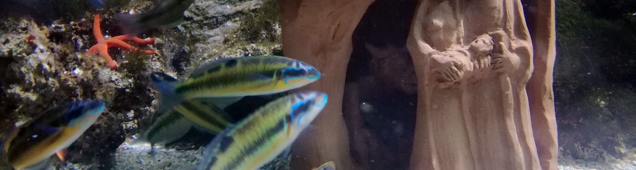 Natale all'Acquario di Cattolica