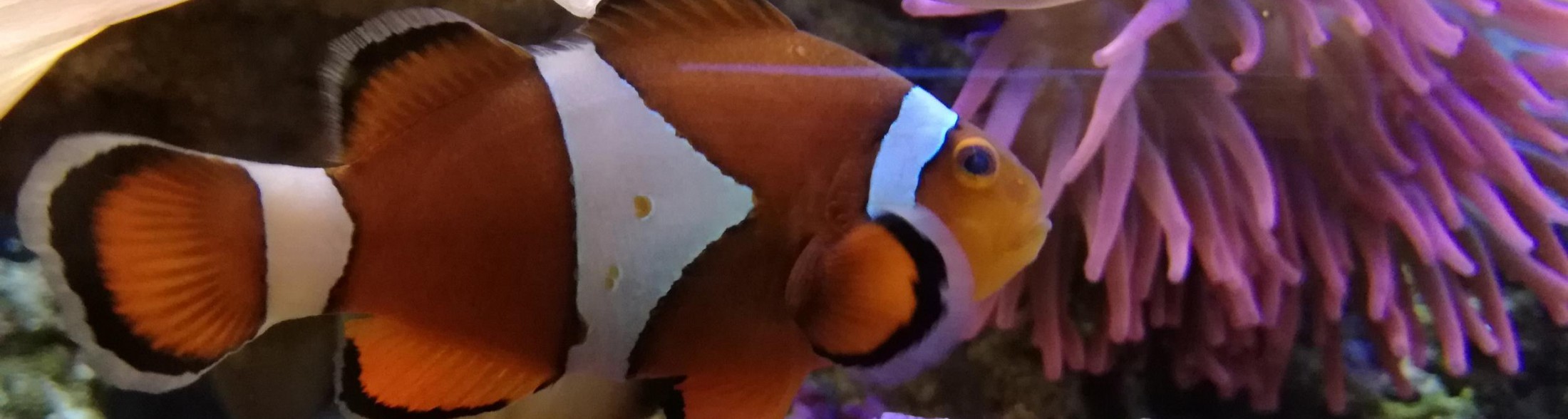 All'Acquario la Notte è Rosa tutte le sere d'estate!