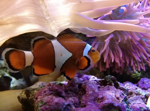 All'Acquario la Notte è Rosa tutte le sere d'estate!