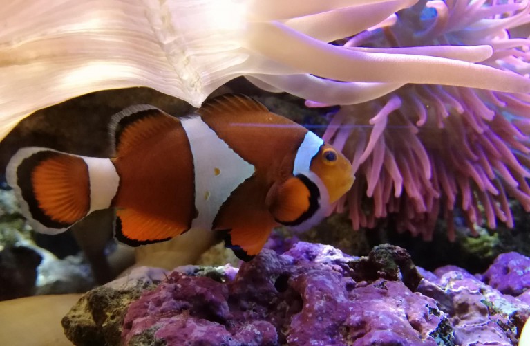 All'Acquario la Notte è Rosa tutte le sere d'estate!