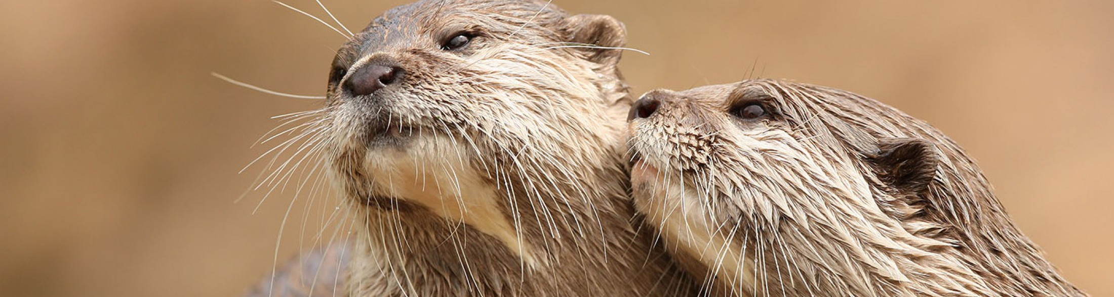 Arrivano i Giorni della Lontra!