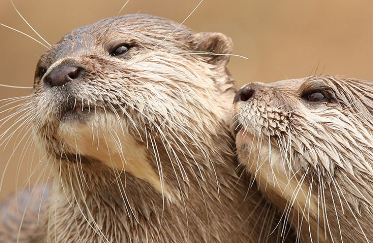 Arrivano i Giorni della Lontra!