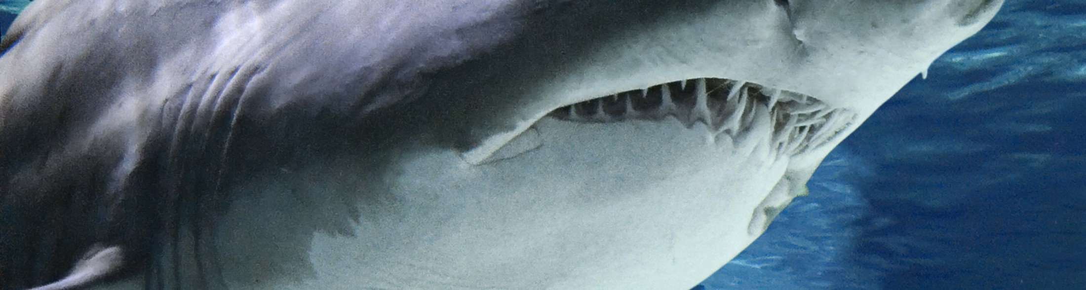 Notte Rosa all'Acquario di Cattolica!