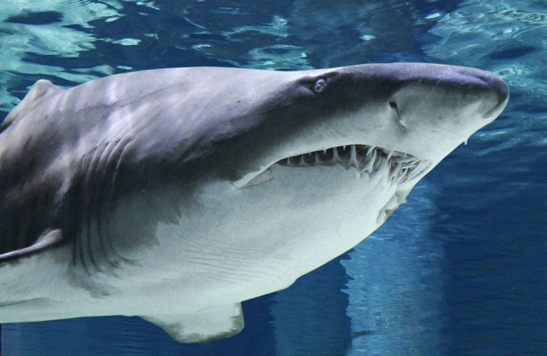 Notte Rosa all'Acquario di Cattolica!