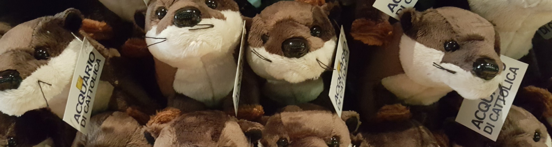 E' la Giornata Mondiale della Lontra!