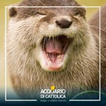 E' la Giornata Mondiale della Lontra!