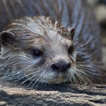 E' la Giornata Mondiale della Lontra!