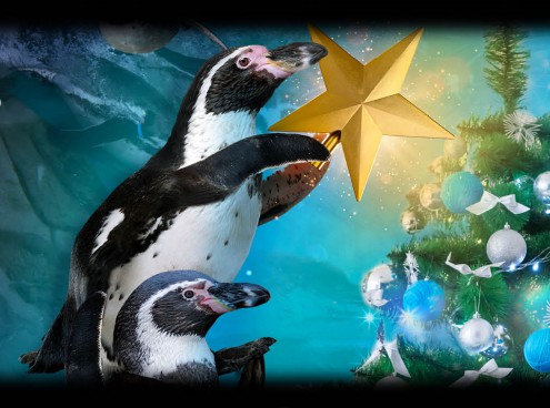 Un Natale da Pinguini