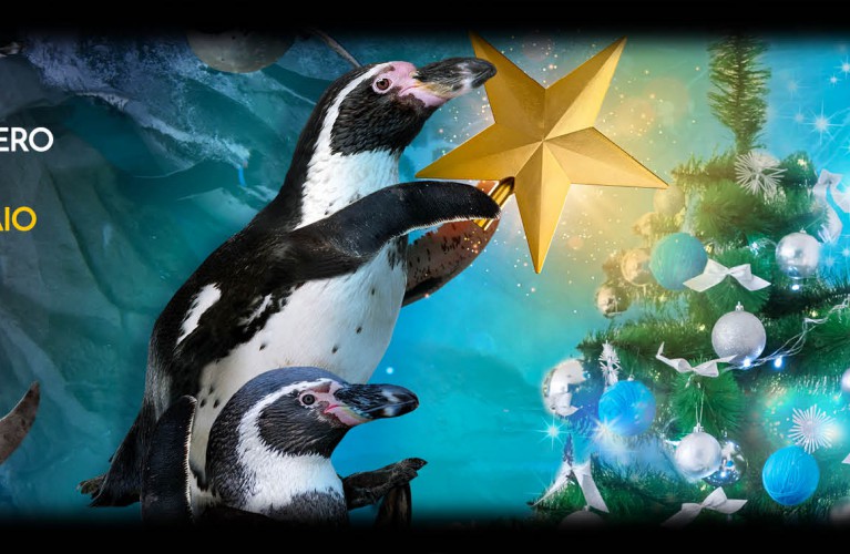Un Natale da Pinguini