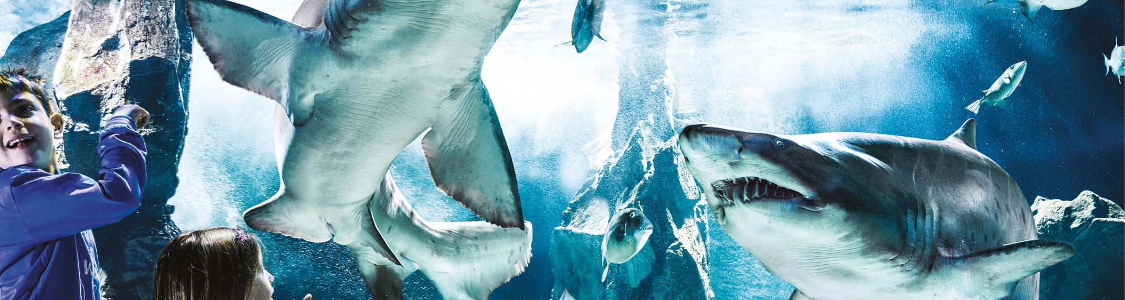 Domenica 17 settembre “Una giornata per la ricerca” -  FESTA DELLO IOR