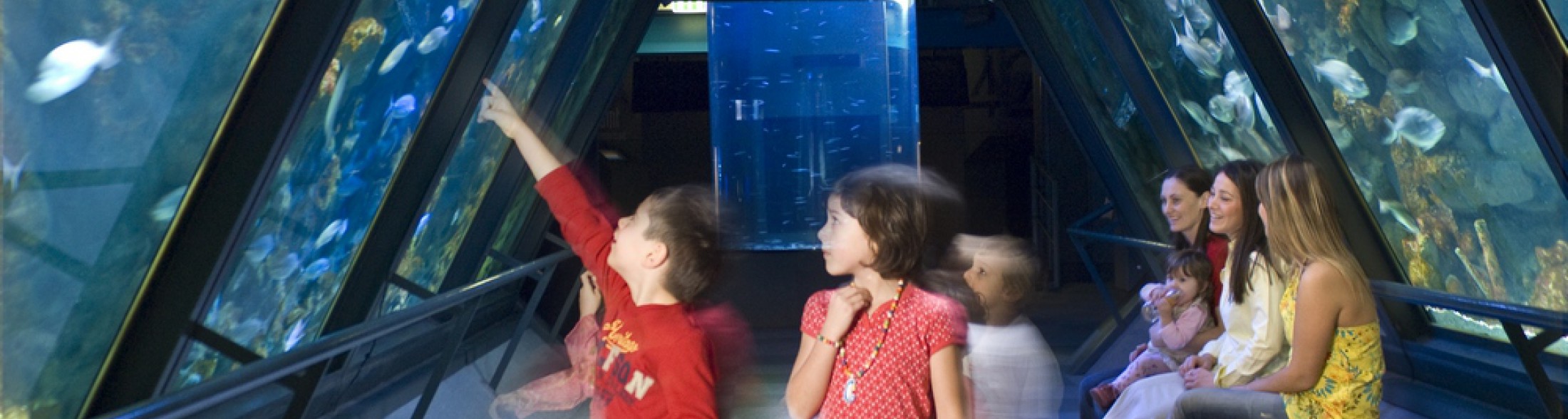 Non sai che pesci pigliare?