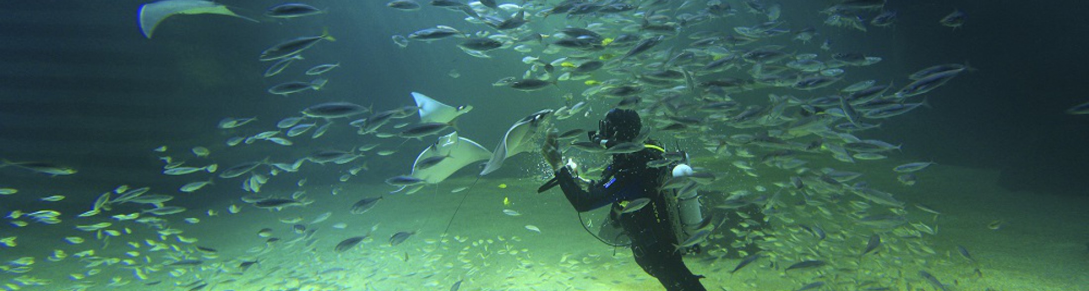 Gli Acquari di Costa Edutainment aderiscono a “Which Fish?”