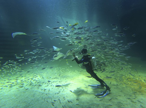 Gli Acquari di Costa Edutainment aderiscono a “Which Fish?”