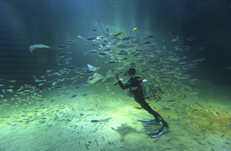 Gli Acquari di Costa Edutainment aderiscono a “Which Fish?”