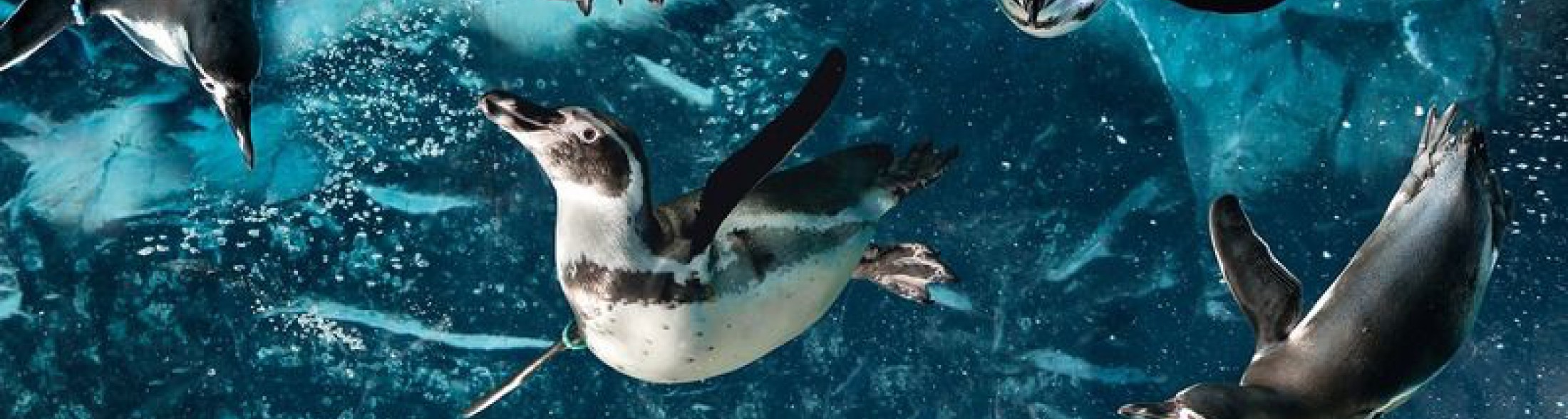 Gli orari di ottobre all'Acquario di Cattolica