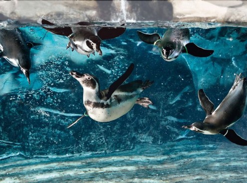 Gli orari di ottobre all'Acquario di Cattolica