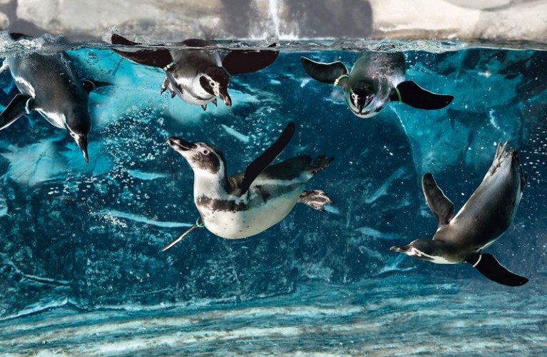 Gli orari di ottobre all'Acquario di Cattolica