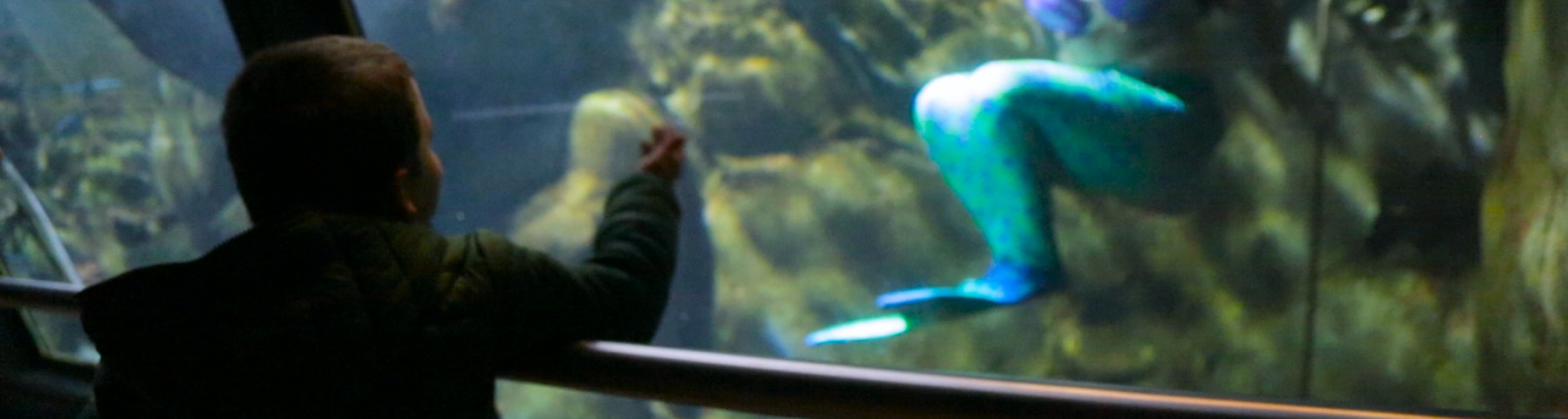 Andrea, malato di leucemia, incontra la Sirenetta Ariel all'Acquario