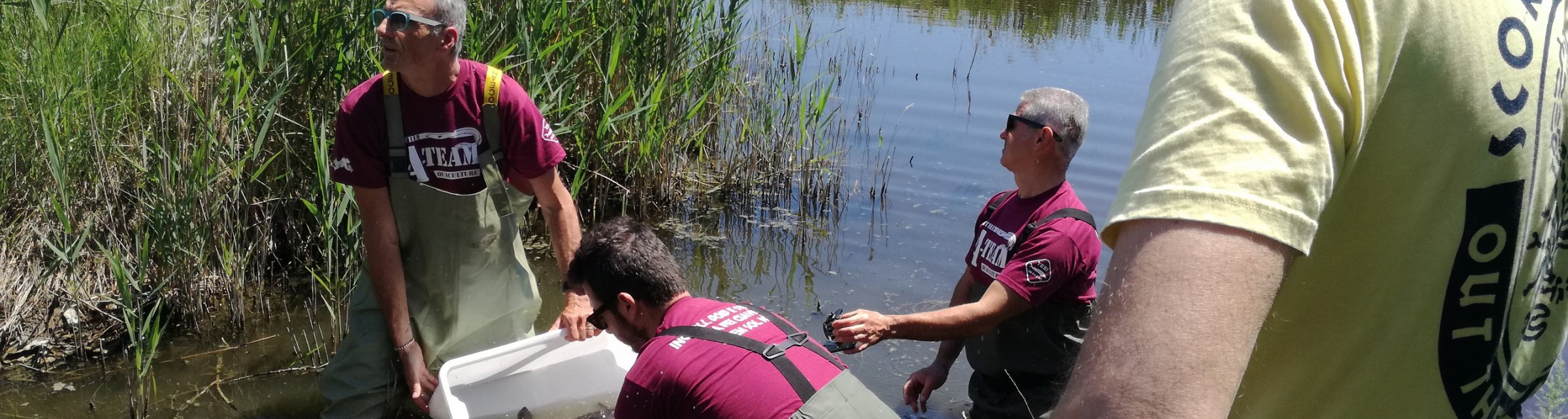 Storioni e anguille liberati nel Po!