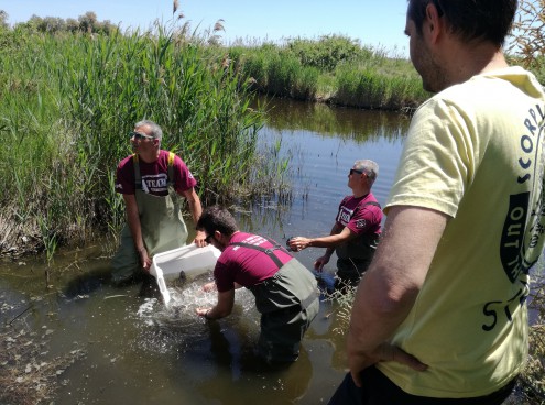 Storioni e anguille liberati nel Po!
