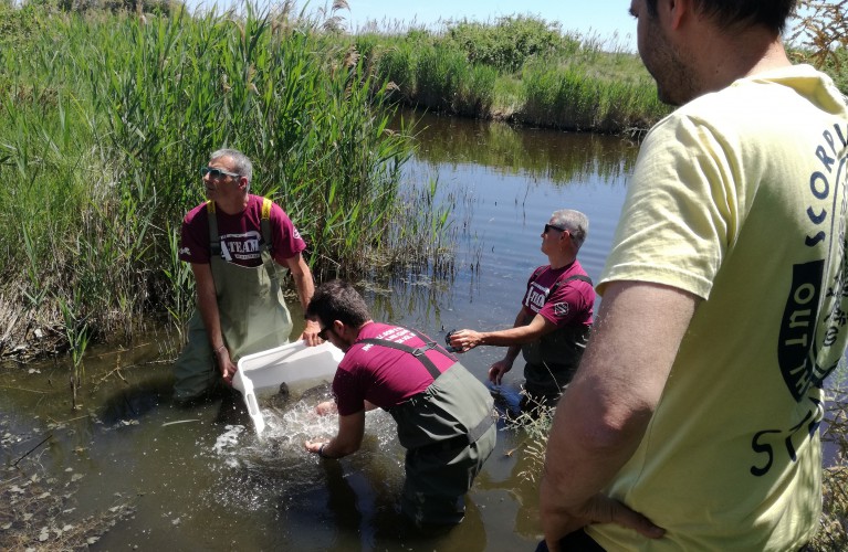 Storioni e anguille liberati nel Po!