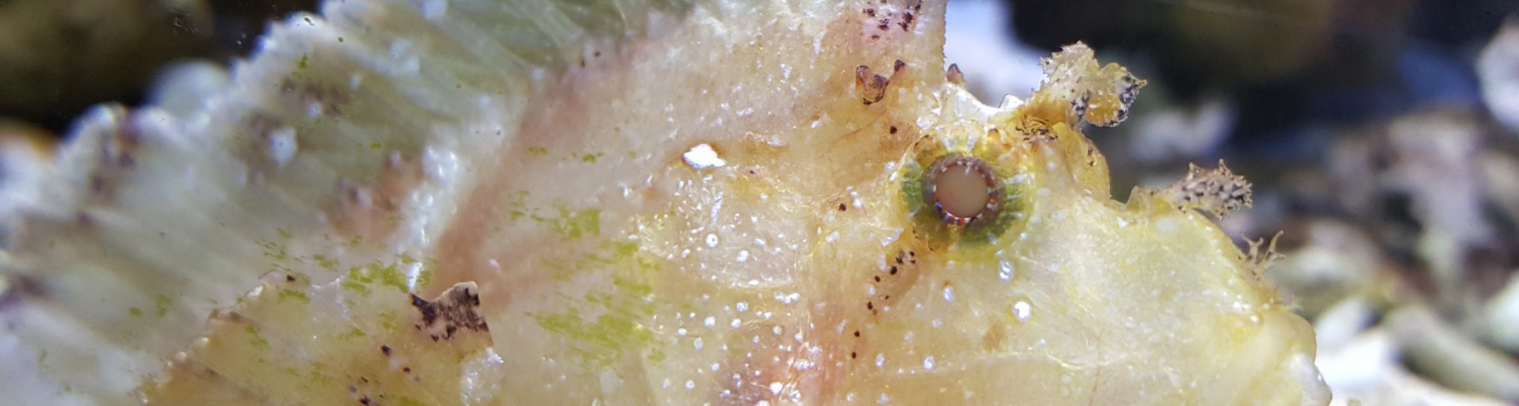 Pasqua all'Acquario!