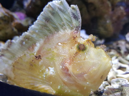 Pasqua all'Acquario!