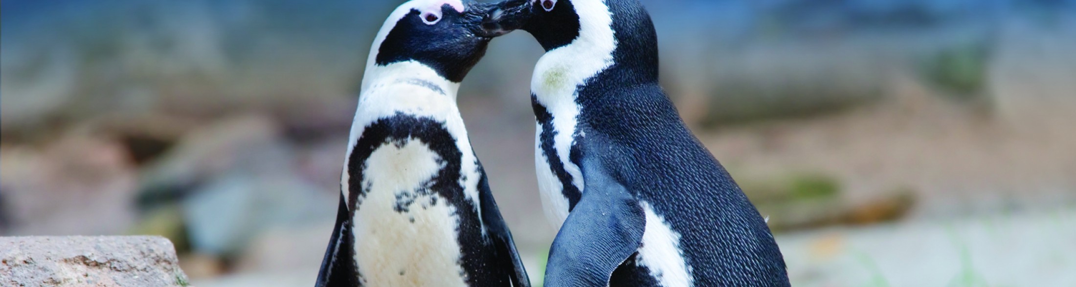 San Valentino con Babba e Lalla: pinguini innamorati da 7 anni