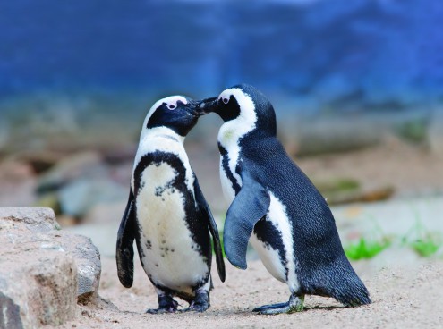 San Valentino con Babba e Lalla: pinguini innamorati da 7 anni