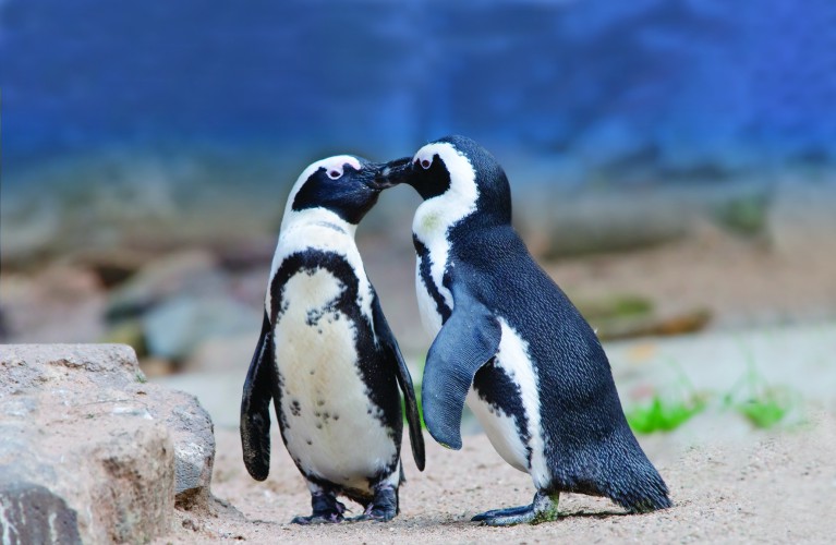 San Valentino con Babba e Lalla: pinguini innamorati da 7 anni