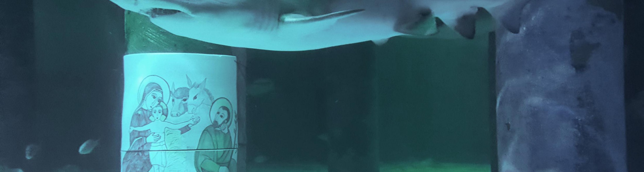 Ponte dell'Immacolata in festa all'Acquario di Cattolica