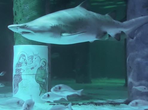 Ponte dell'Immacolata in festa all'Acquario di Cattolica