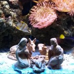 Ponte dell'Immacolata in festa all'Acquario di Cattolica