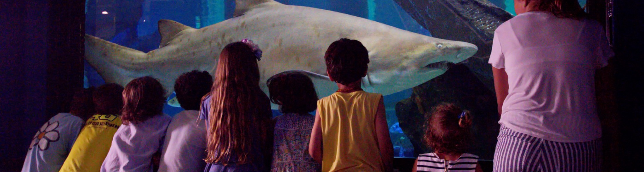 All'Acquario di Cattolica la prima notte con gli squali