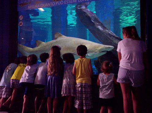 All'Acquario di Cattolica la prima notte con gli squali